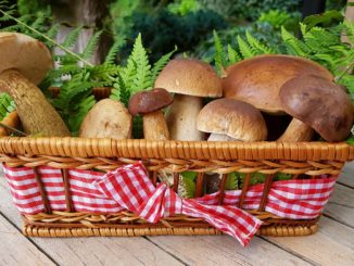 5-fantastic superfood mushrooms