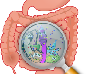 pre and probiotics in gut