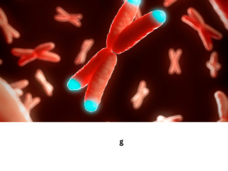 The science of telomeres how they can affect your health and longevity